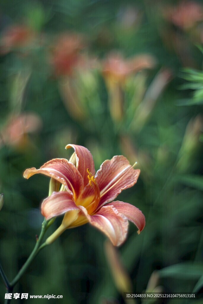 娇艳绽放的美丽百合花