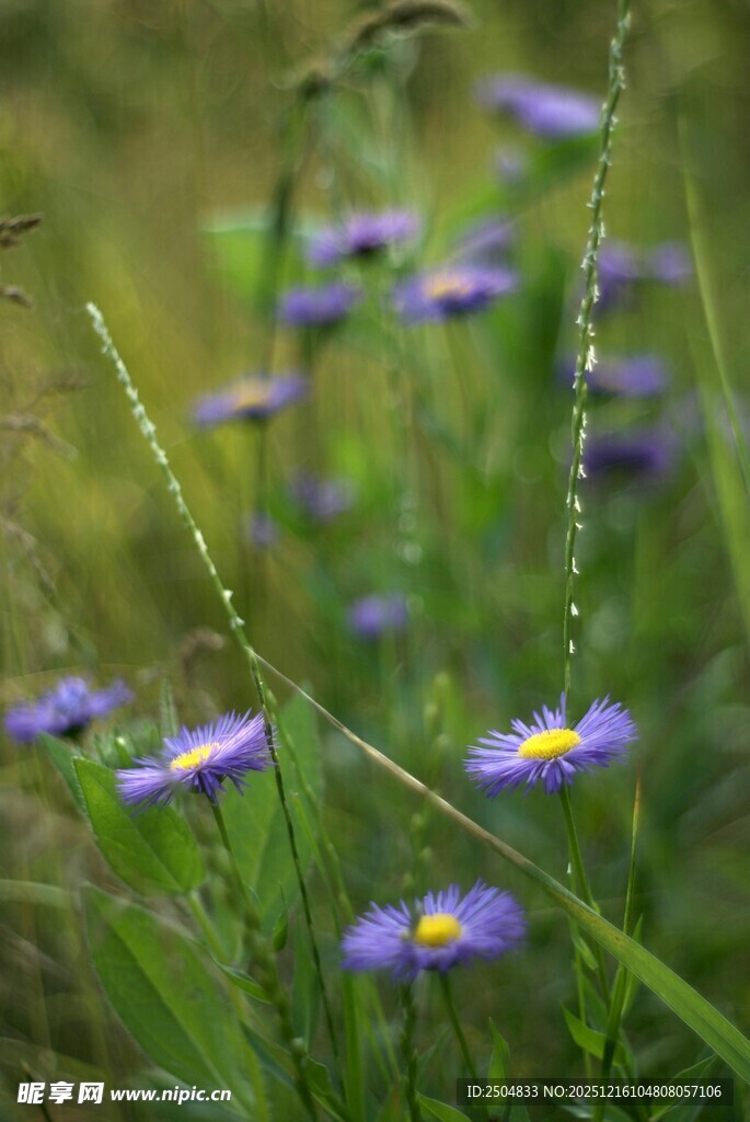 紫色小花绽放于草丛间