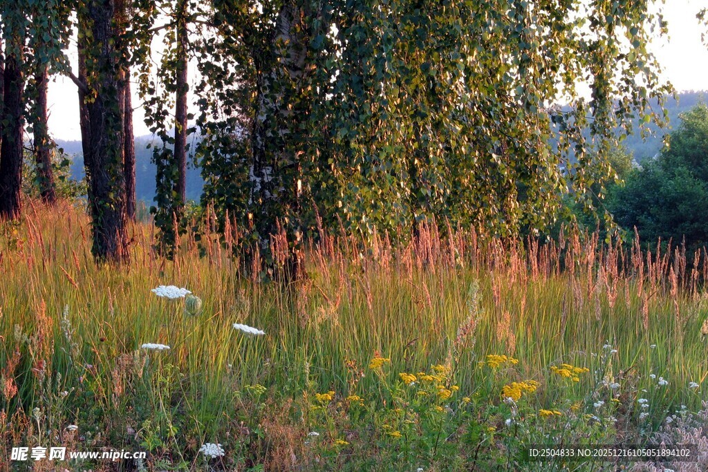 林间草地的自然景致