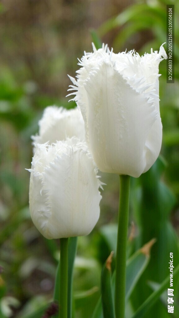 纯洁白色郁金香绽放