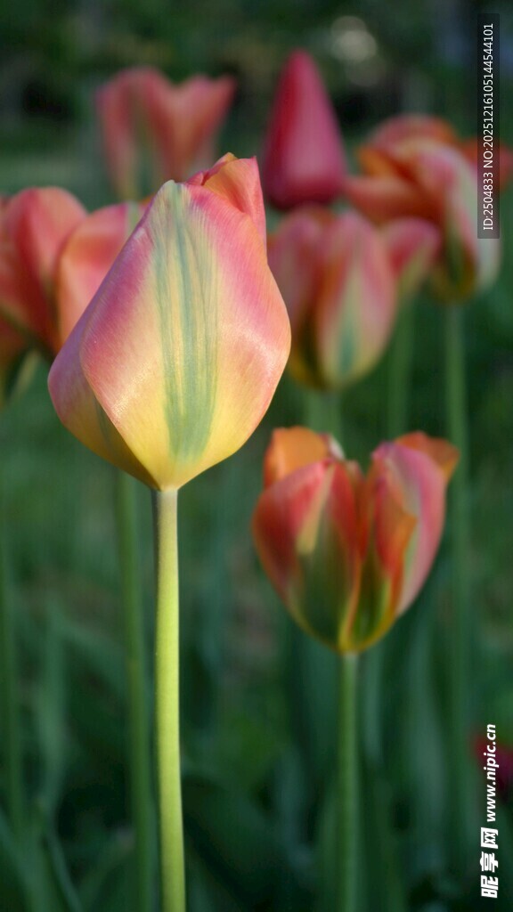 多彩郁金香绽放