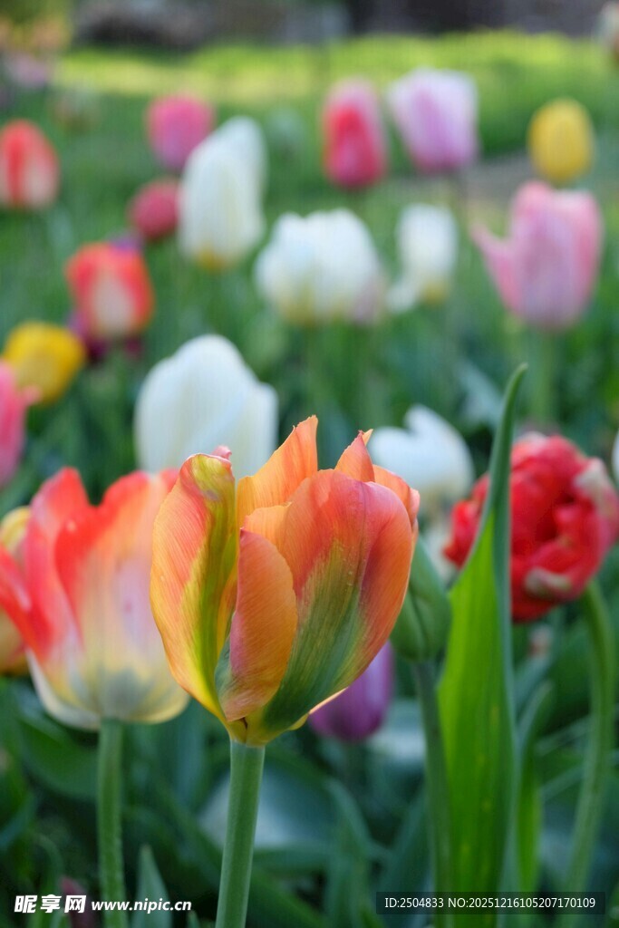 多彩郁金香绽放的美景