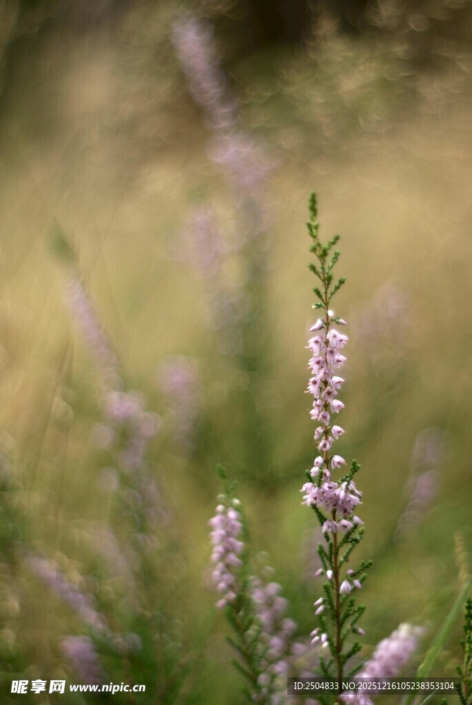 紫色小花绽放于草丛间