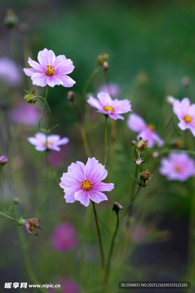 田野中的粉色小花绽放
