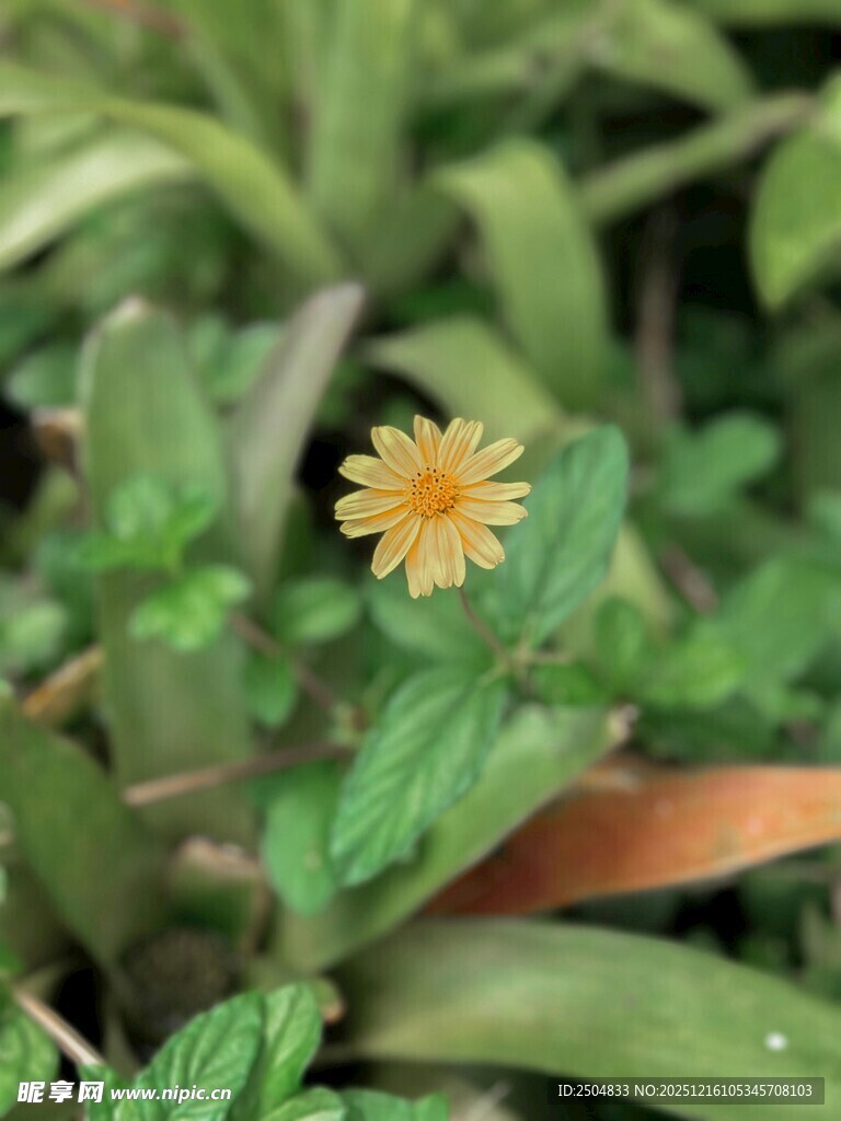 绿叶间的黄色小花