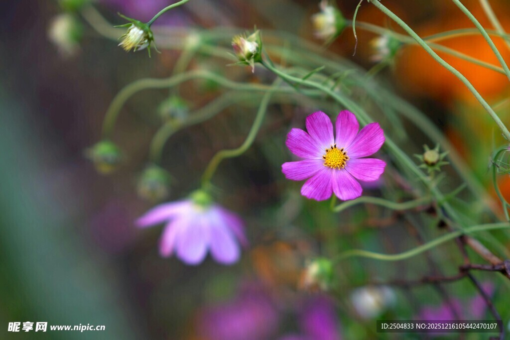 娇艳绽放的美丽格桑花