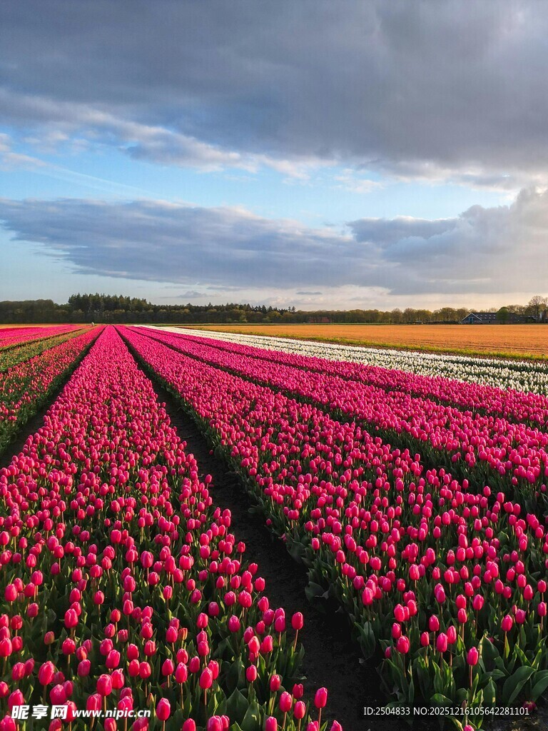 绚烂花海郁金香田美景