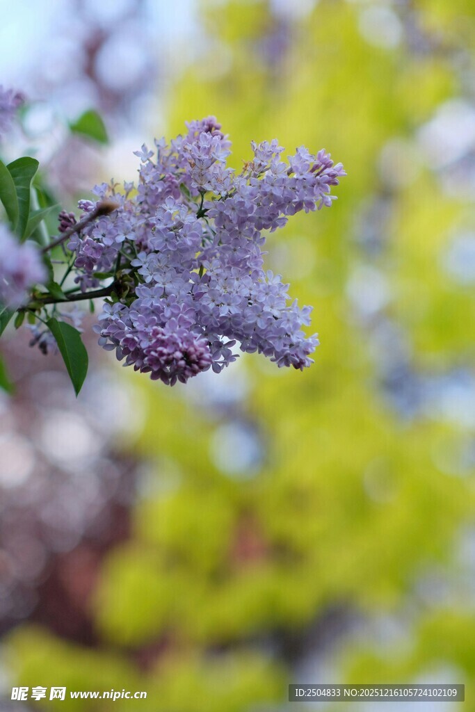 紫丁香绽放的美丽瞬间