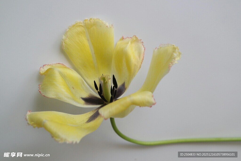 黄色单朵郁金香特写