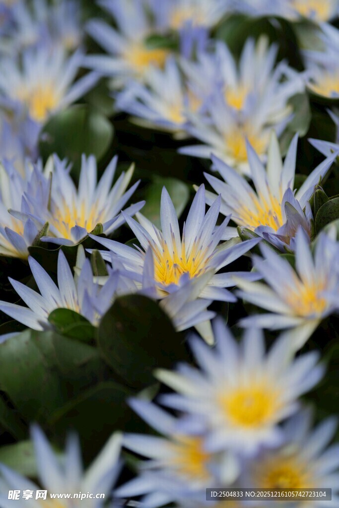 美丽绽放的蓝白色睡莲