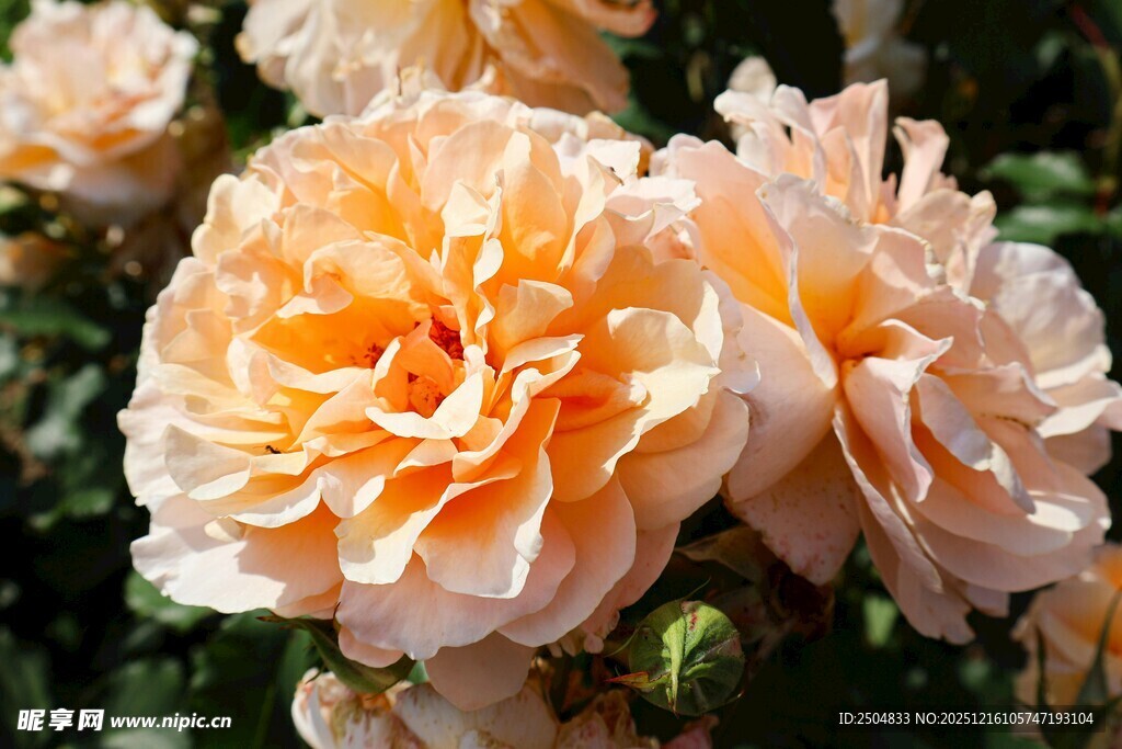 柔美淡粉月季花绽放