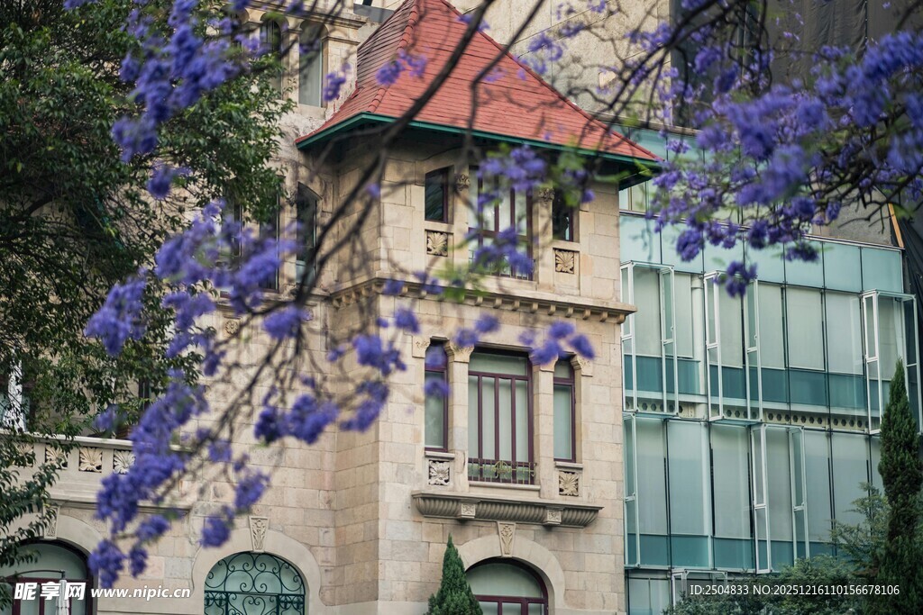 蓝花楹下的欧式风格建筑