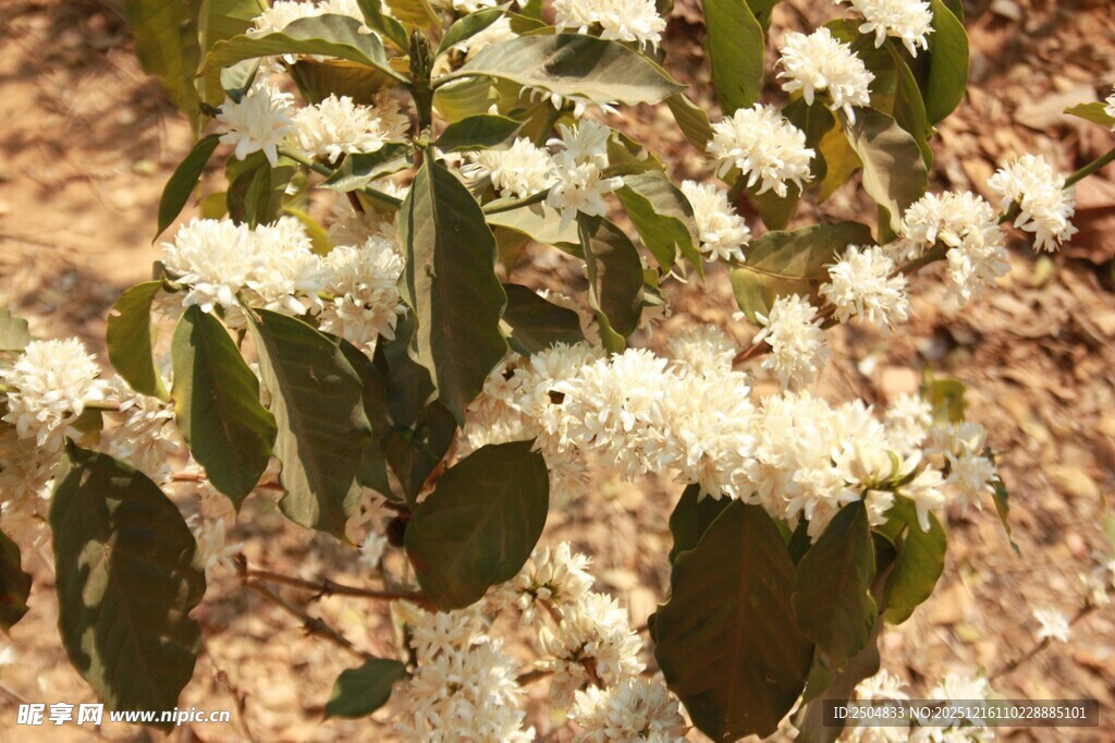 白色繁花绿植特写