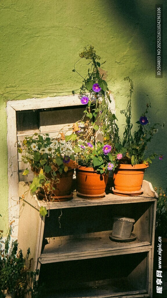 木制花架上的多彩盆栽