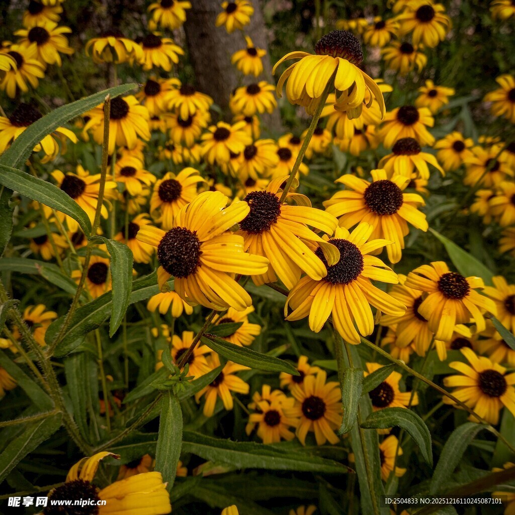 金黄黑心菊绽放的美丽