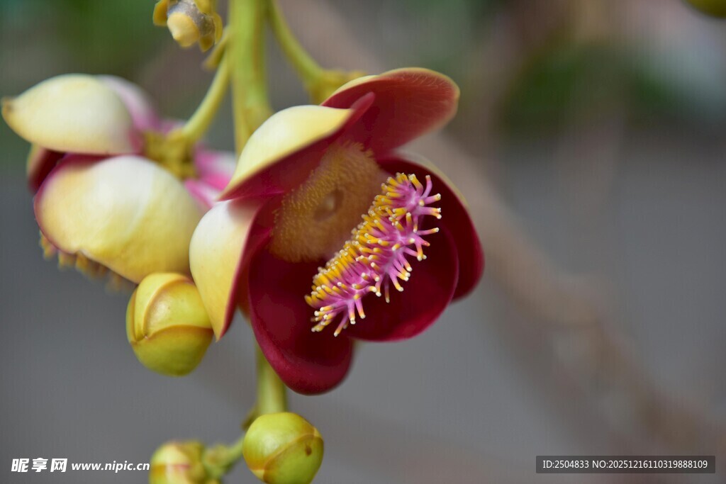奇特美丽的吊钟花