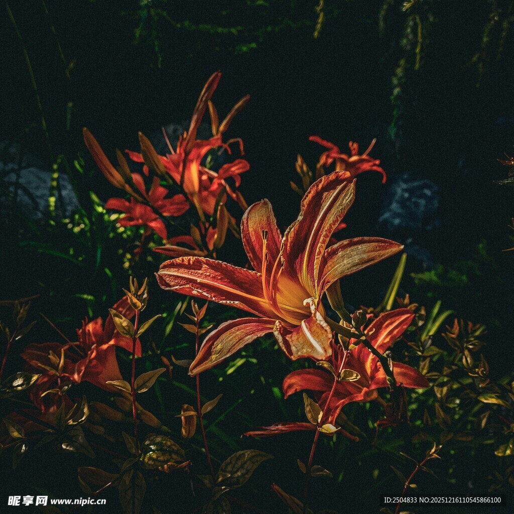 夜间绽放的艳丽红色百合花