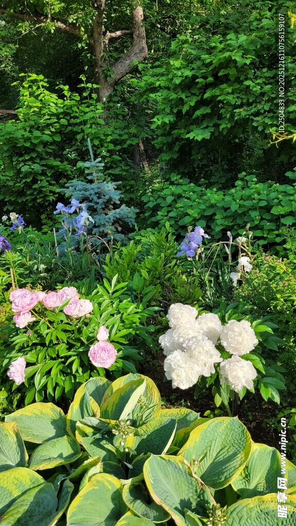 多彩花园中的繁茂植物景观