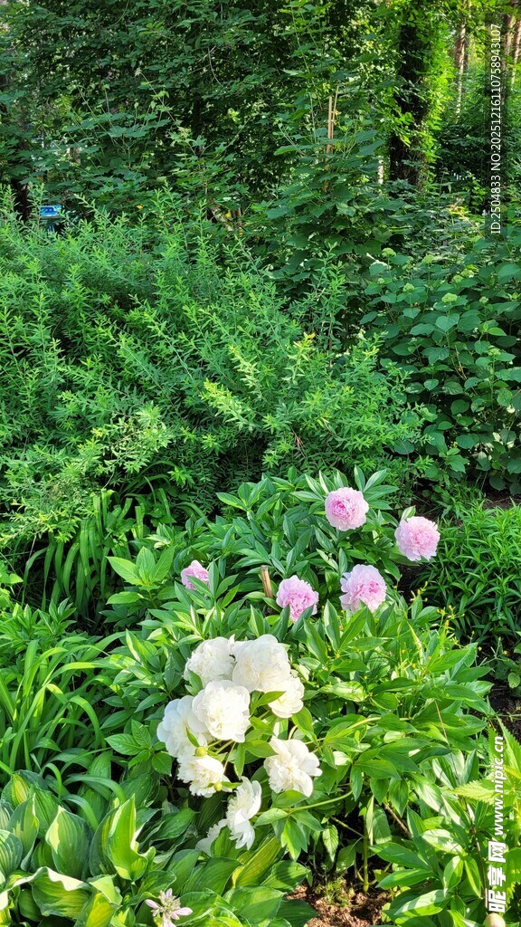 花园中的多彩花卉绽放