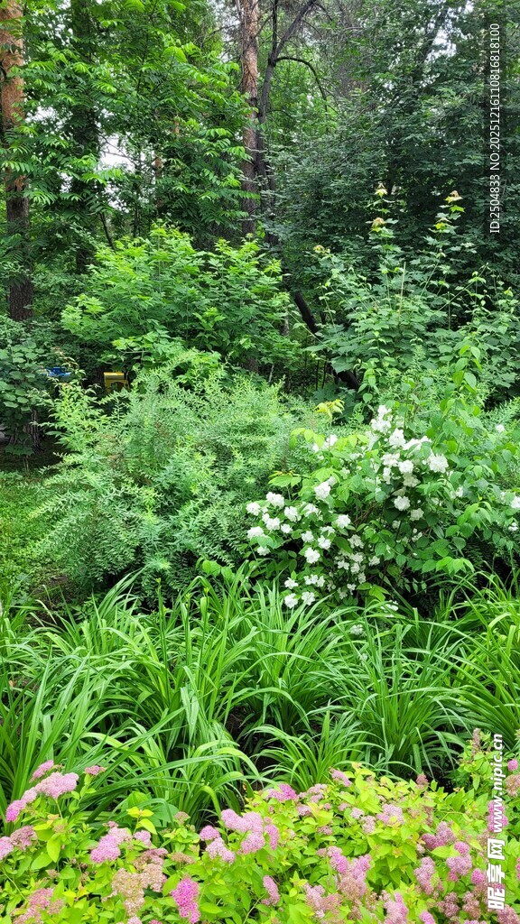 繁茂绿植构成的自然景致