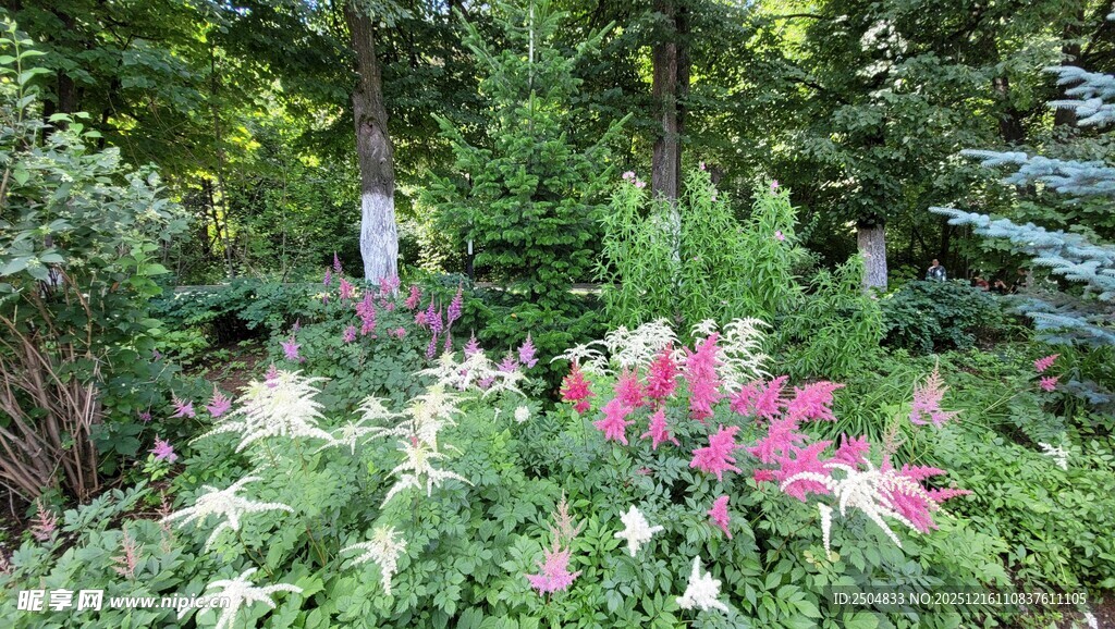 花园中的多彩花卉景观