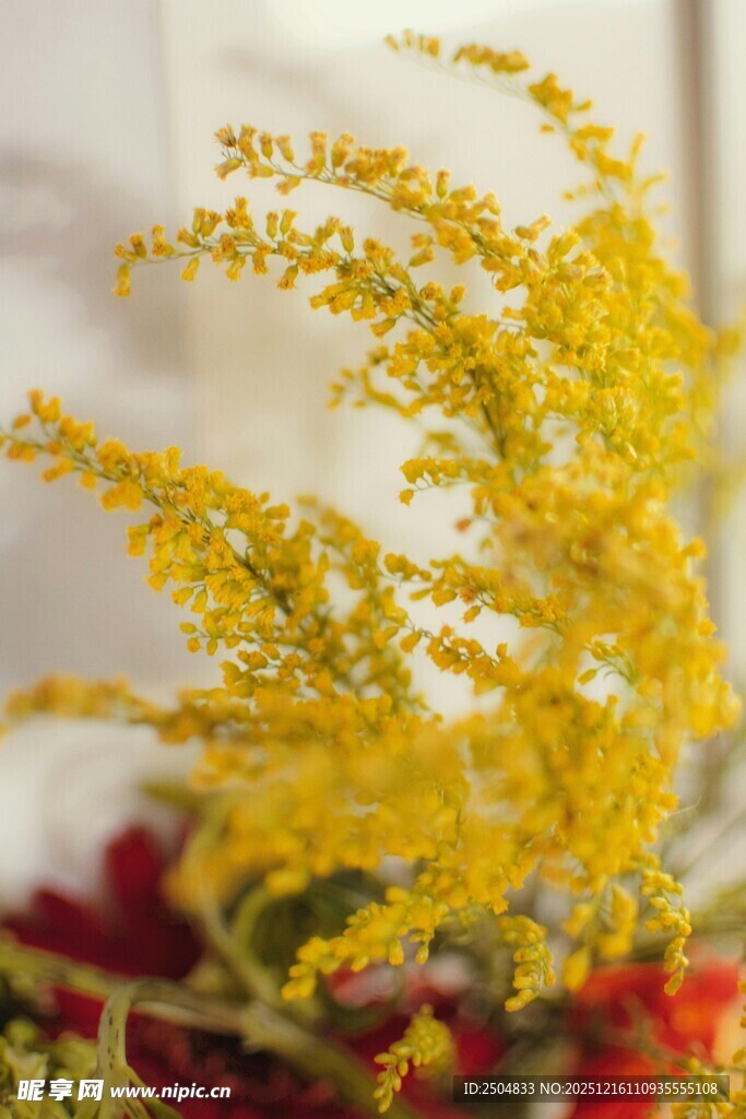 金黄灿烂的美丽花卉