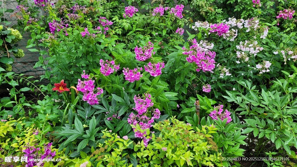 缤纷花丛 绽放绚烂色彩