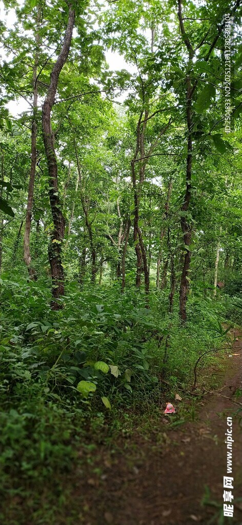 林间小径 绿意盎然的自然景