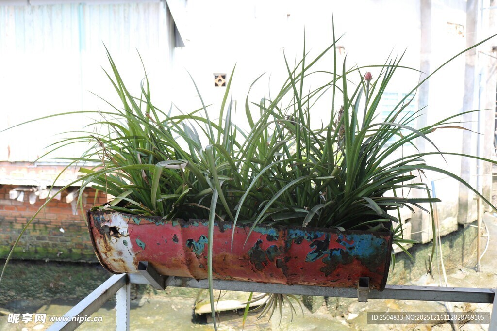 旧船中生长的葱郁绿植