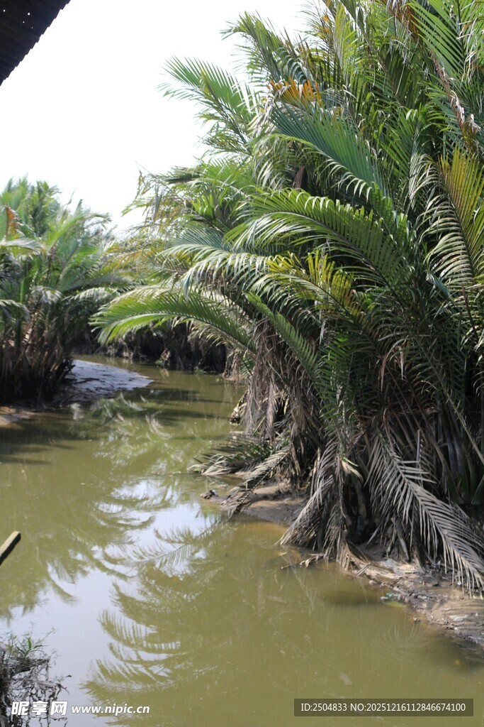 热带湿地风光