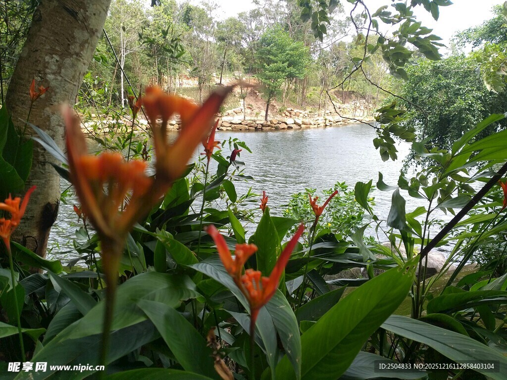 湖畔绽放的艳丽橙花