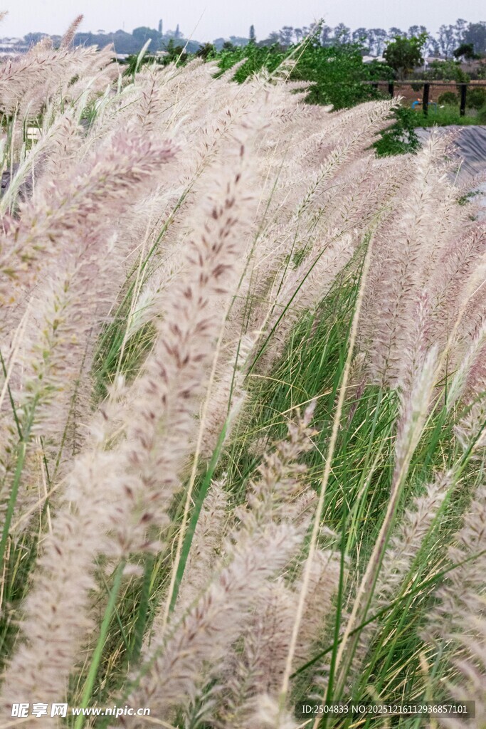 粉白芒草随风摇曳