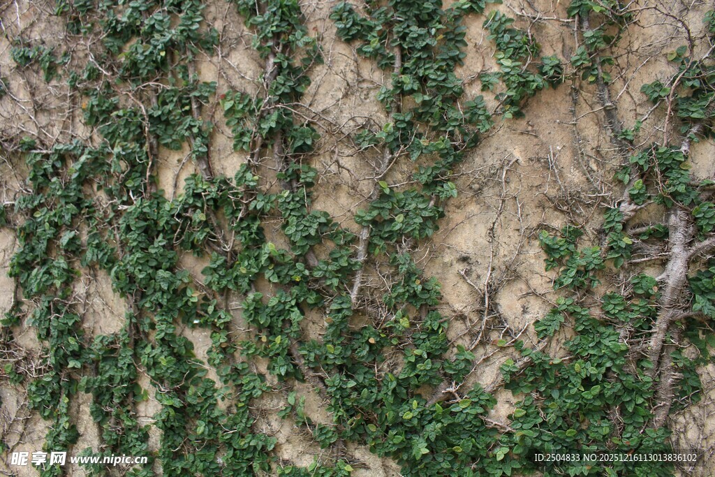 爬满墙面的翠绿藤蔓植物