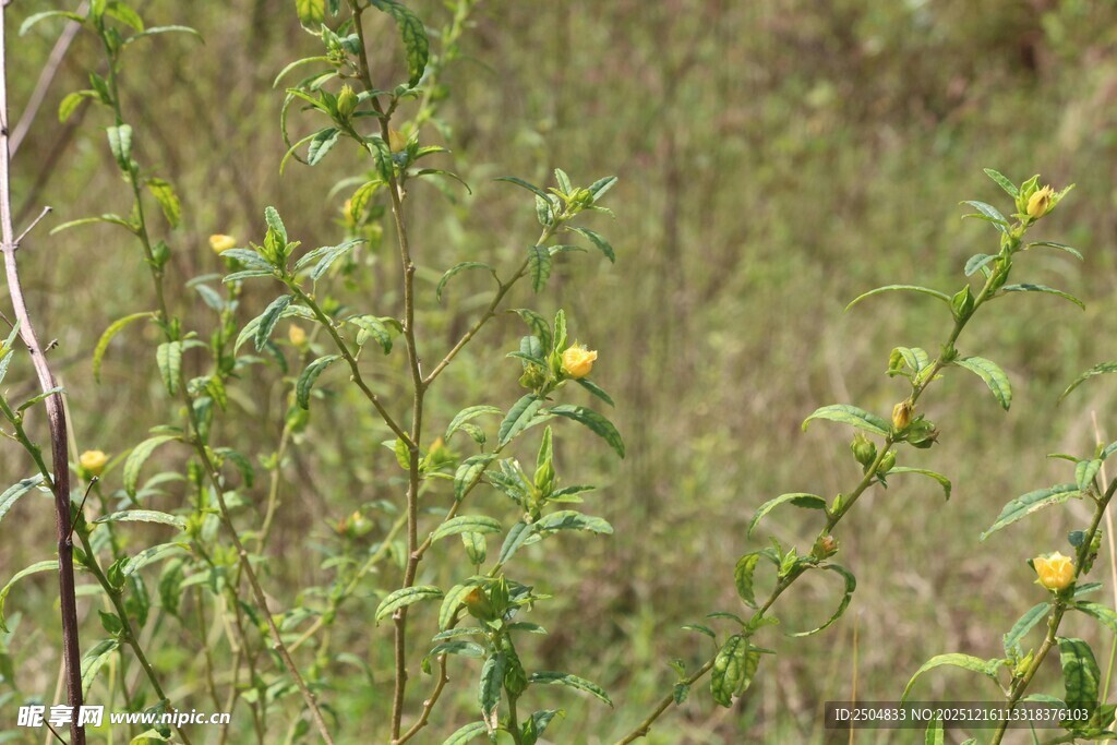野外黄色小花植物景象