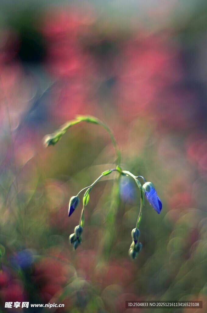 蓝花绽放于多彩背景中