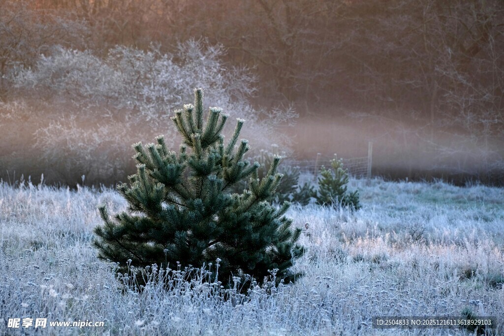 霜覆小松 冬日静谧景致
