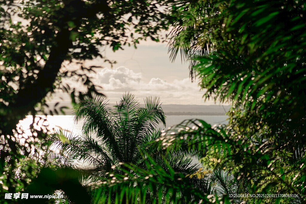 透过枝叶望天空