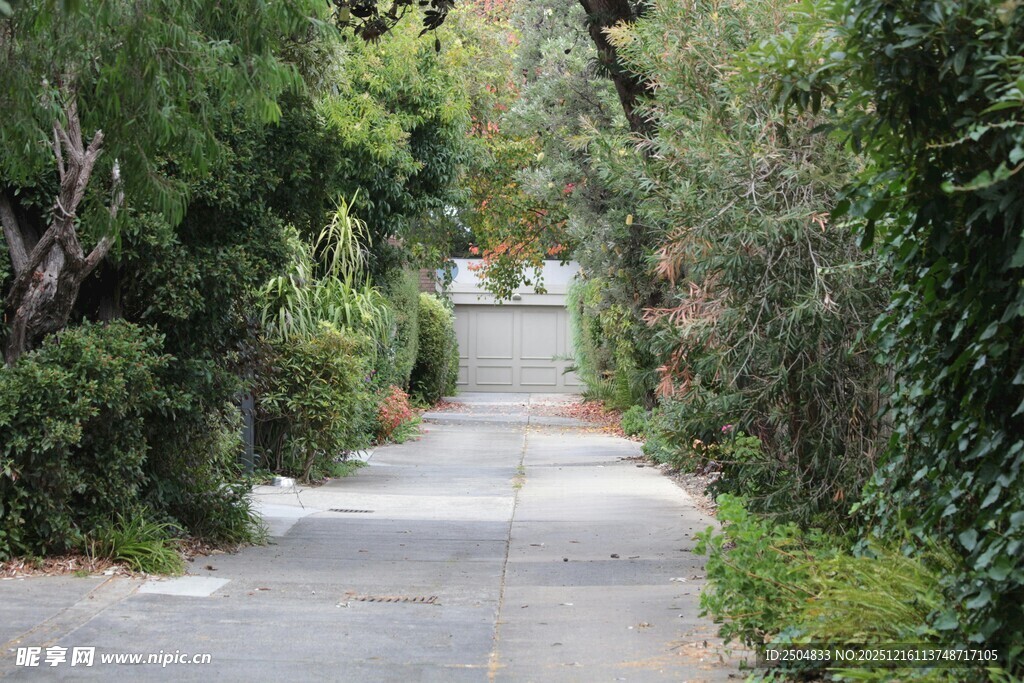 林间幽径 绿意盎然