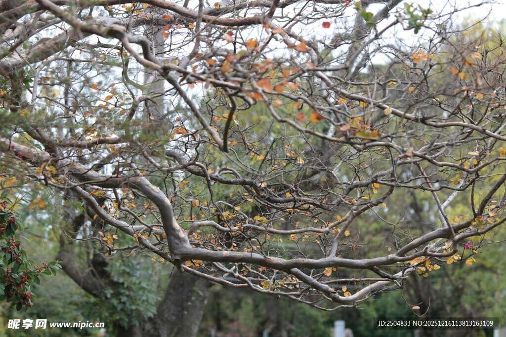 秋日林间树枝景象