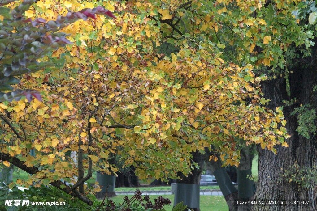 秋日黄叶下的静谧场景