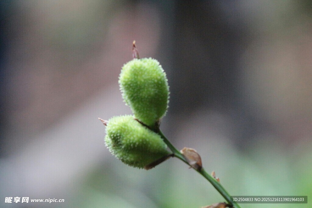 嫩绿植物果实特写