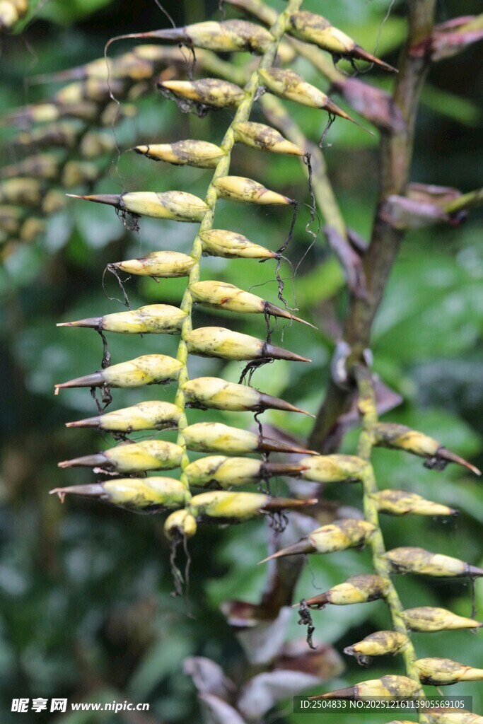 蕨类植物的独特枝叶