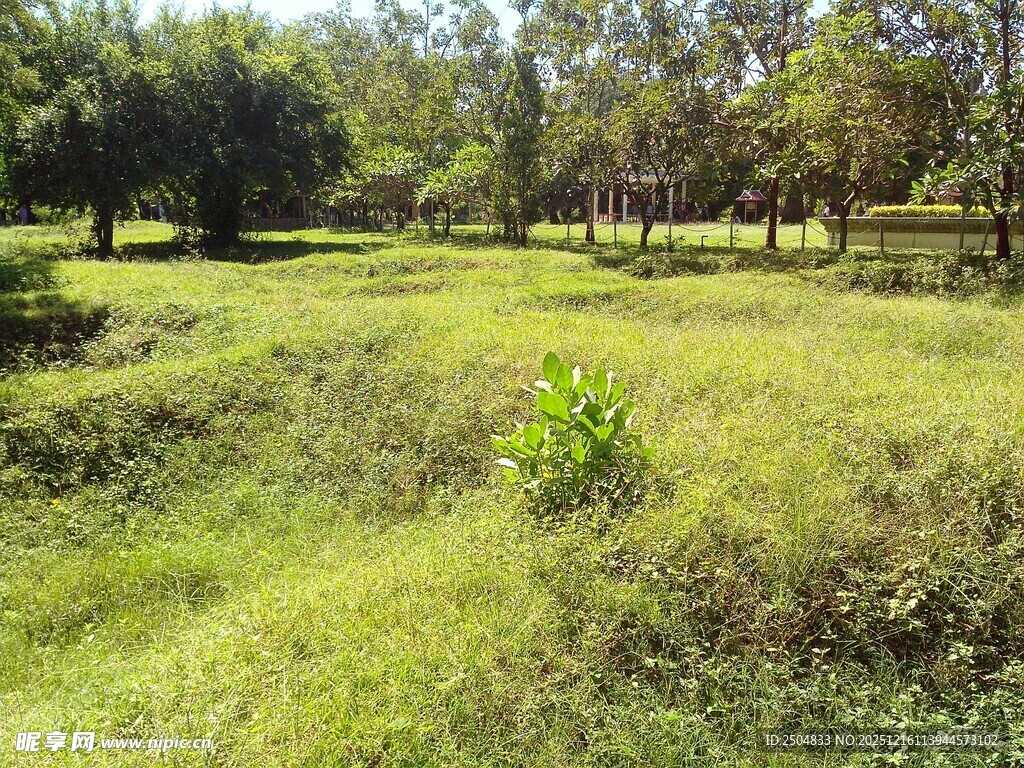 绿意盎然的户外草地风景