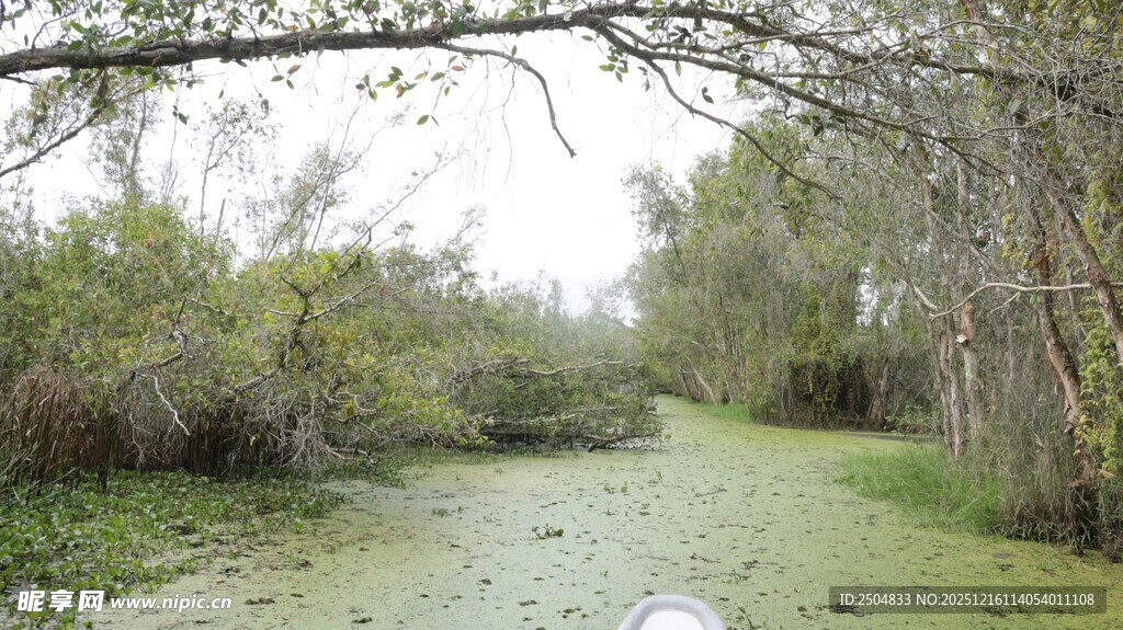 绿意盎然的湿地河道景观