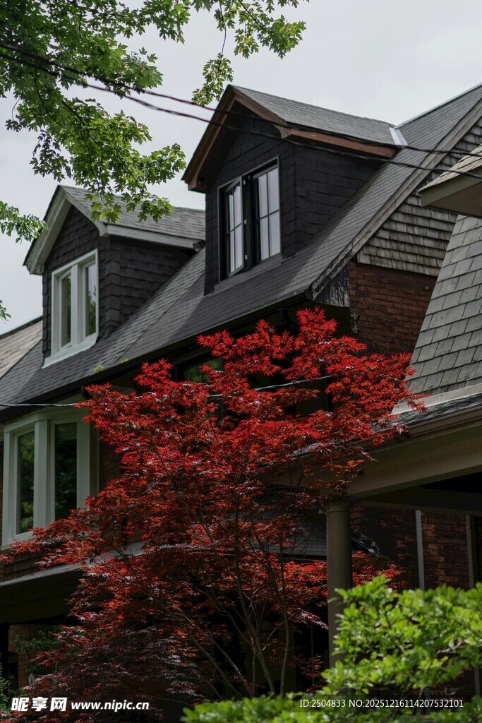 红枫掩映下的温馨住宅