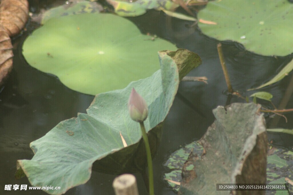 池塘中的荷叶与荷花花苞