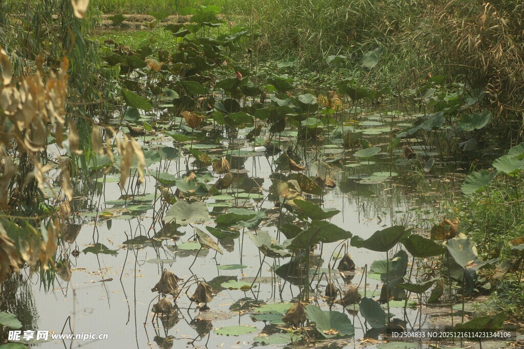 池塘中的水生植物与水鸟