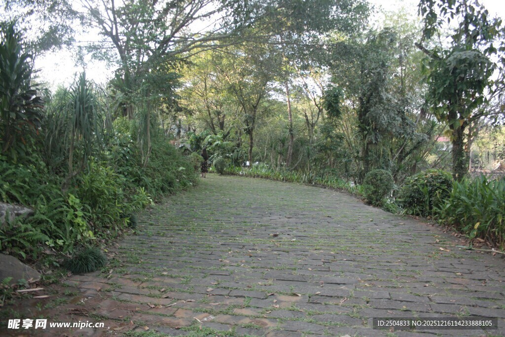 林间石板小径 绿意盎然