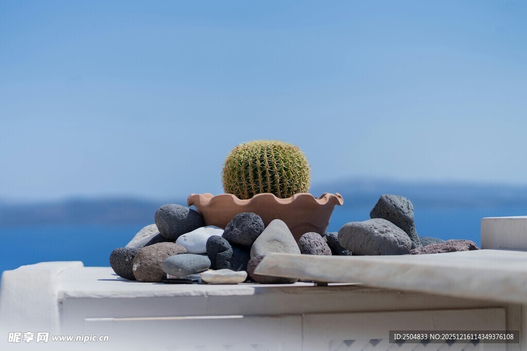 仙人掌置于石上望海