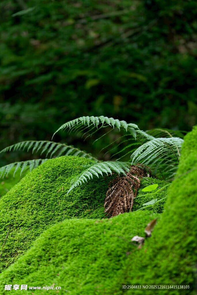 翠绿苔藓上的蕨类植物